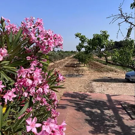 A 6 Km Da Porto Cesareo, La Casa Del Carrubo